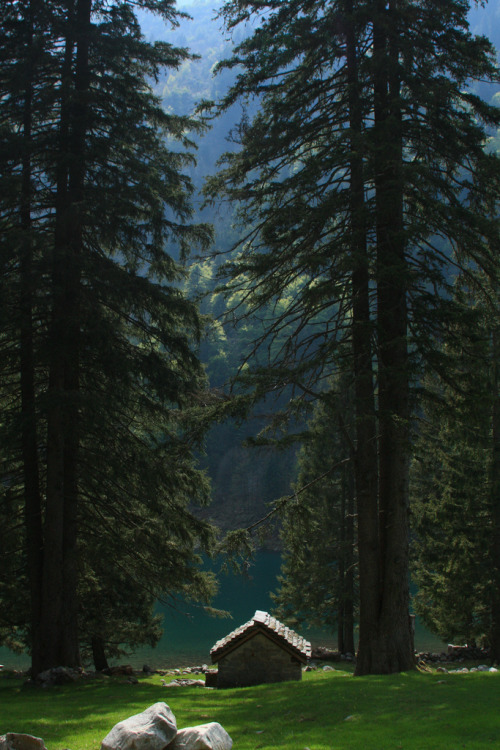 lori-rocks:  Huge trees at Cama lake (by supersky77)