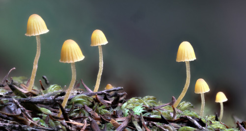 Mycena Mushrooms from Hakarimata Forest Park, New Zealand [OC] [4412x2358]