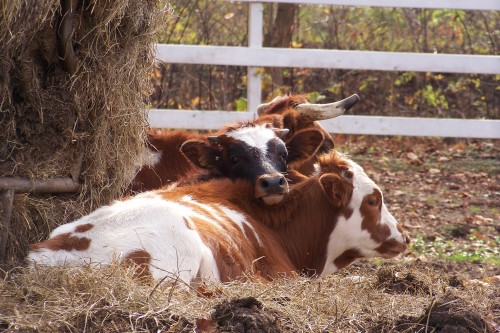 Tri and his brother Chap, top.Flint (left) and his brother Tri (right)