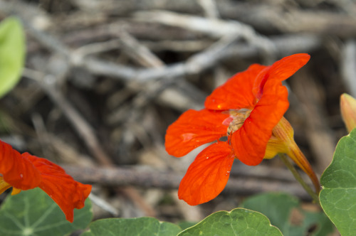 pragmaculture:cute little bee alighting from nasturtium flower 