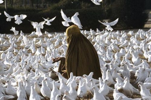 dervish-e:‘Pigeon feeding near Blue Mosque’, 1991  //  Steve McCurry. 