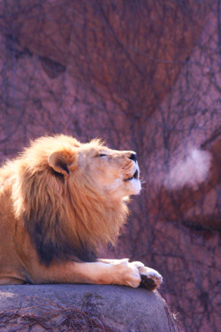 earthdaily:  Frosty Roar ~ by stpauliesgirl