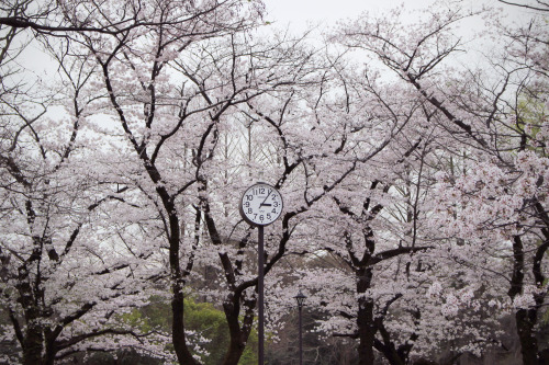  Last week, Mia and I managed to do a hanami before the non-stop rain destroyed the sakuras.Outfit r