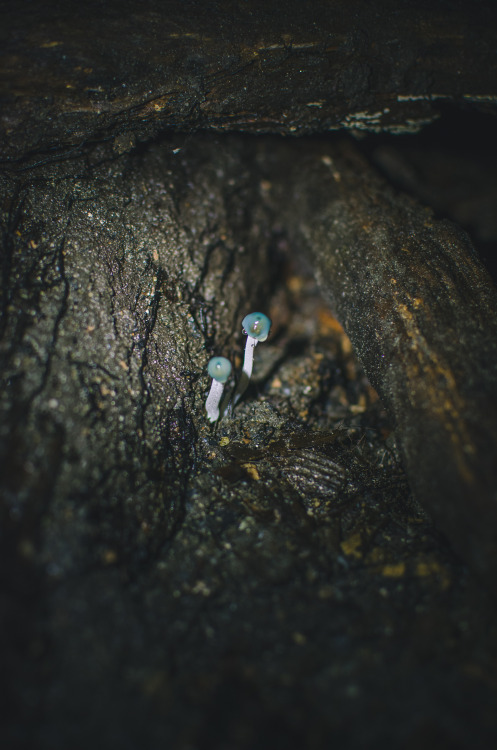 Cave Mushrooms