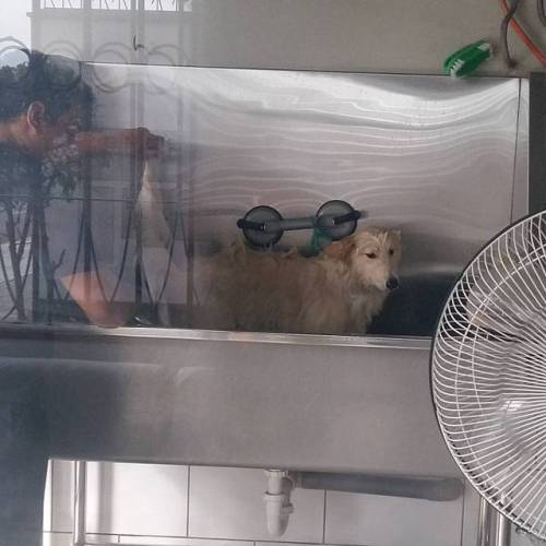 Creo que a alguien no le gusta el baño 😂😂😂😂😂😂 #samoyedo #samoyed #samoyedlovers #samoyedpuppy #samoyedsofinstagram #doglover #dogsofinstagram #instamoment #instadog