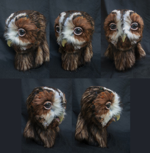  Here’s the boy! He likes mushrooms and is generally a bit nervous. This tawny owl was built o