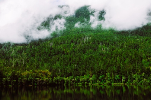 macalaelliottphotography: Wooded Shores of Lake Crescent | Olympic National Park Instagram: Macala E