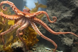 natureisthegreatestartist:Octopuses are utterly