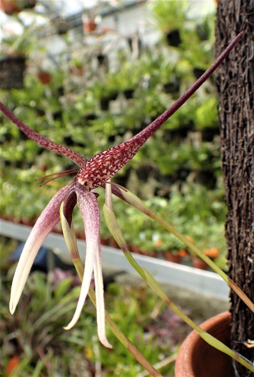 orchid-a-day:  Bulbophyllum trachyanthumSyn.: Hyalosema trachyanthum; Bulbophyllum klossii; Hyalosema klossiiApril 21, 2021