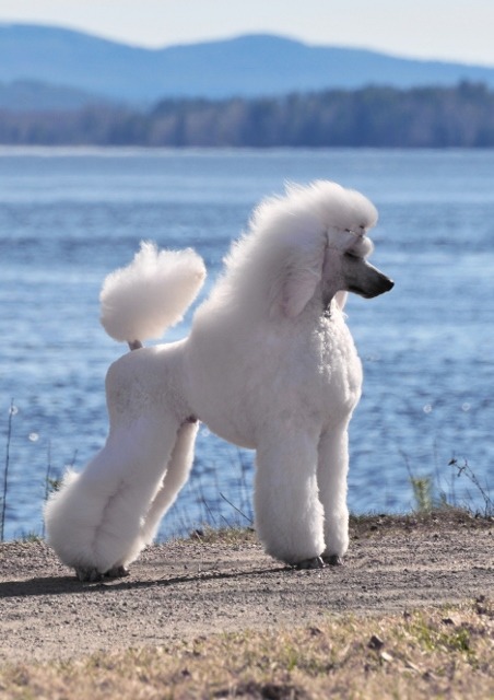 poodls: Poodle Showcuts:Scandinavian Second Puppy, German/Toilette Moderne, Continental, English Sad
