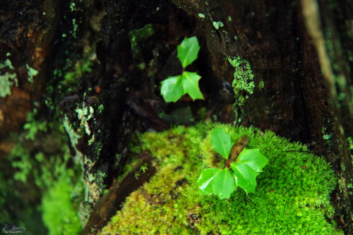 frolicingintheforest: Tiniest Holly tree I’ve ever seen!