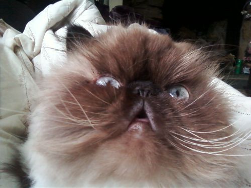  Cats have the greatest emoticon faces ever. 