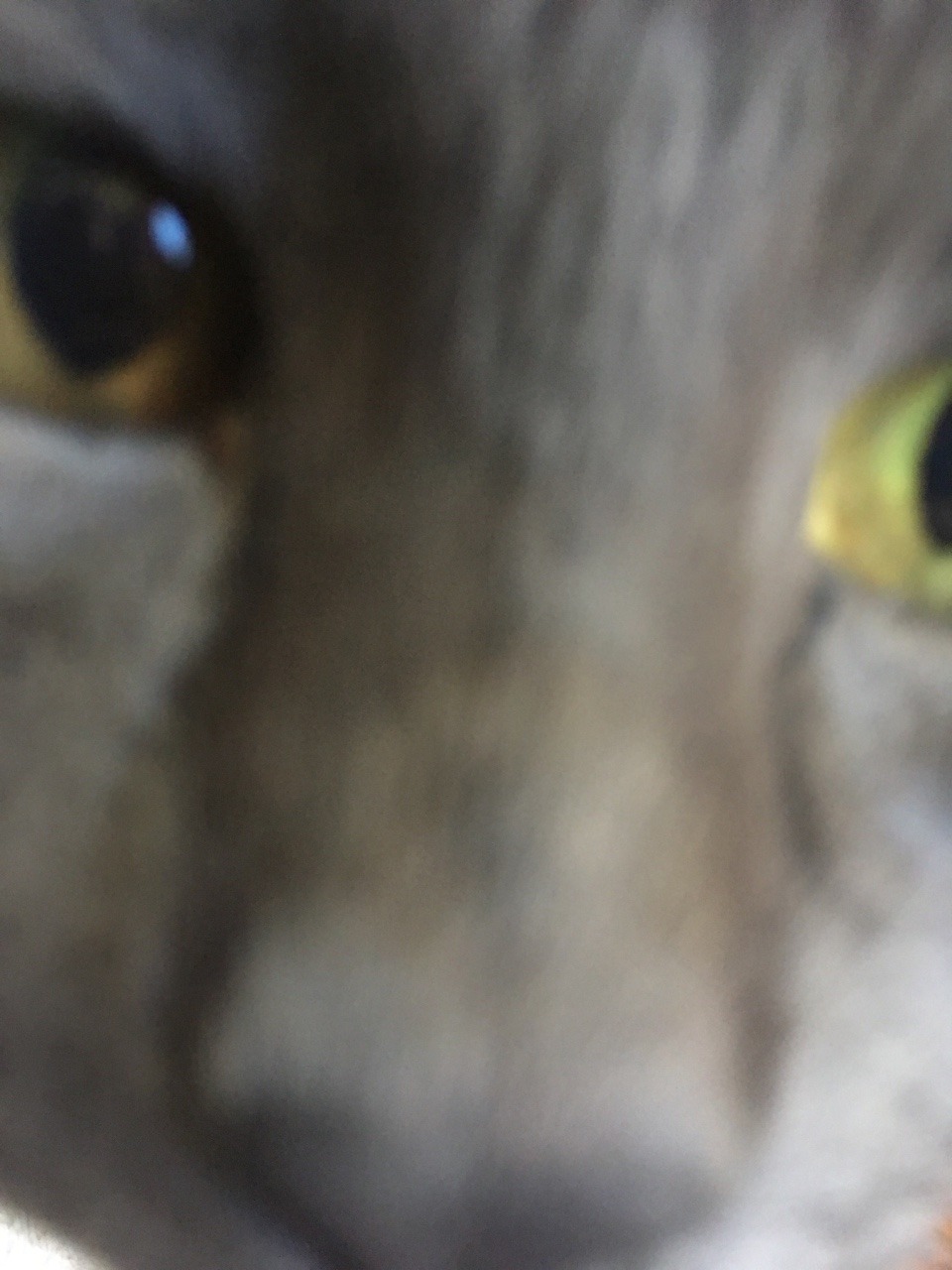 cat suggest