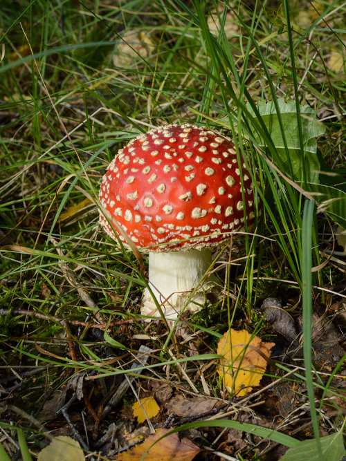 Another fly amanita from september, one of the most perfect things I’ve seen lately