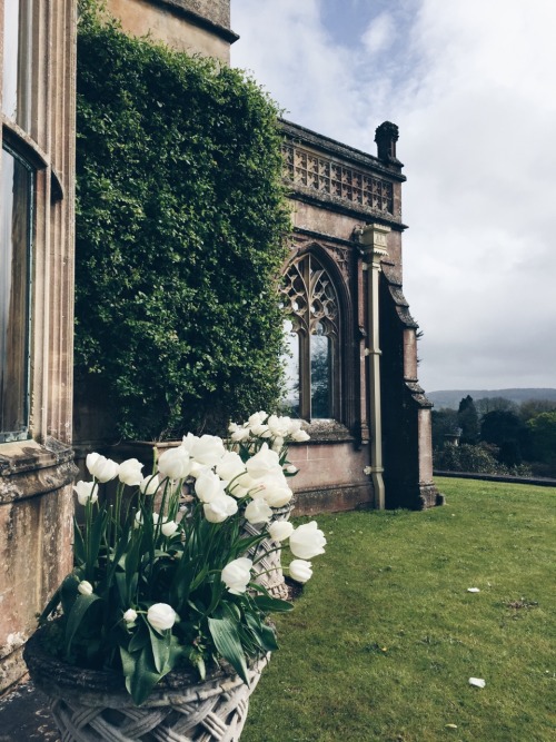 travels-ofadreamer:Tulips of Tyntesfield