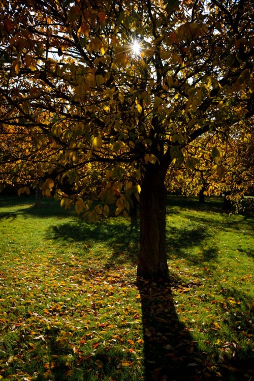 Automne au Parc de Sceaux