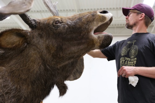 bluerhinostudio: Well they’re no reindeer, but these extinct Pleistocene Stag-moose (Cervalces