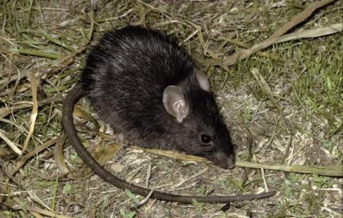 ainawgsd: The black rat (Rattus rattus), also known as ship rat, roof rat, or house rat—is a common 