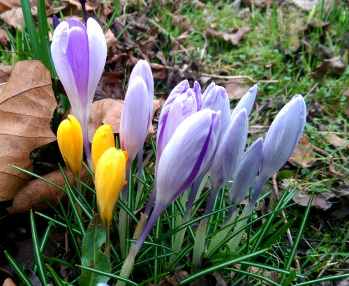 regnum-plantae: Crocus spp., Iridaceae C. flavus, C. vernus, C. vernus albiflorus, C. vernus ‘pickwick’ With some species and varieties of Crocus, I continue with the early-flowering geophytes I observed in this period. These are not from a botanic