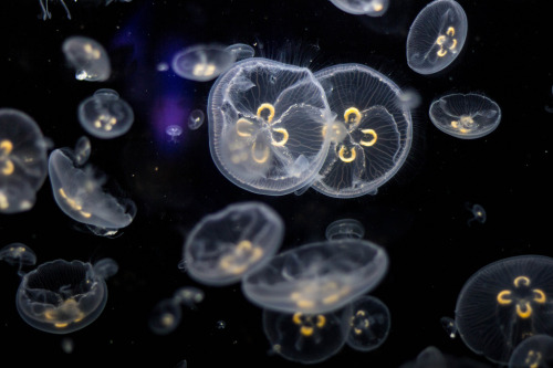 mooonjellies:  Mine.