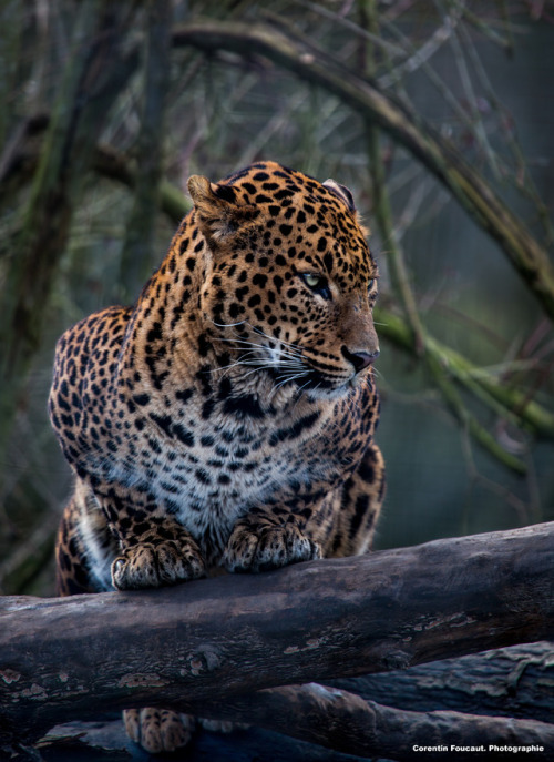 the-animal-blog: Jaguar by Corentin Foucault on Flickr This is actually a leopard?