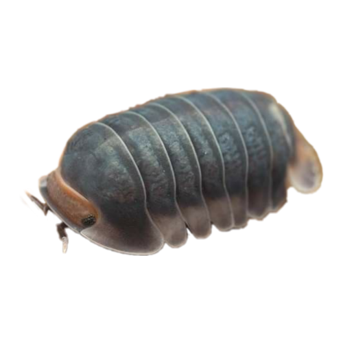 Roly Poly, Pill Bug, Isopod Collection For My Boyfriend Since They Are His Fav Kind Of Tiny Creatures