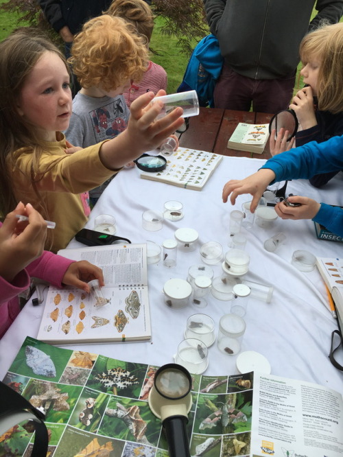 MOTHIFY PROJECT 2016 Woodcraft Group, Berkshire September 24th Post 5 of 6
We spent a long time just opening traps and looking at the moths, putting them in pots and identifying them, talking about them and showing them to each other.
Adults and...