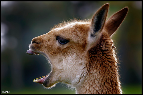 Vicuña (Vicugna vicugna)