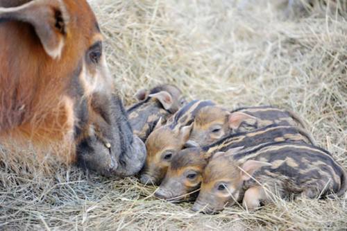 zooborns:African Red River Hog Piglets Are a First for Zoo MiamiZoo Miami is celebrating the birth