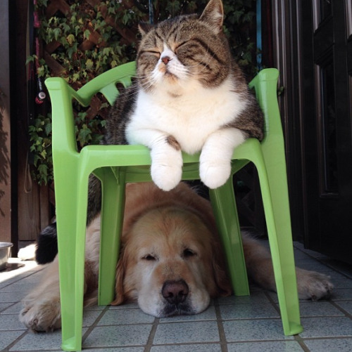 plantbased-princess:catsbeaversandducks:Oliver the Dog and Arashi the Cat: the cutest best friends e