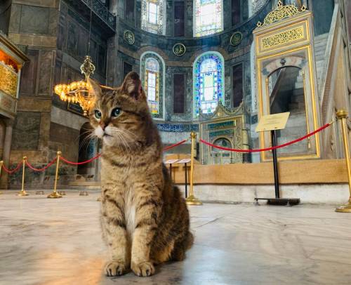 justcatposts:  Mosque security on patrol (Source)