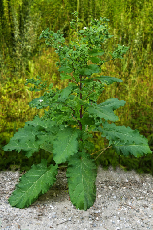                                      The Mighty Burdock Plant                                       