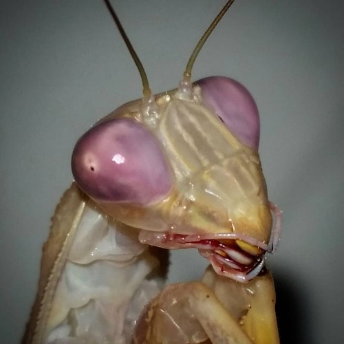 &ldquo;Amethyst Eyes&rdquo; Sphodromantis gastrica (African Mantis) sub adult female. Up close and p