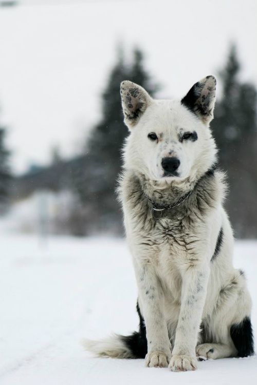 Sex dogsandpupsdaily:  - Australian Cattle Dog/Siberian pictures