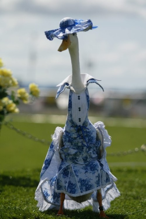 becausebirds:archiemcphee:Hooray! It’s time once again to visit the Duck Fashion Show, where hau