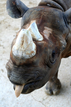 earth-song:  Baby Rhino tongueby ~stuijn