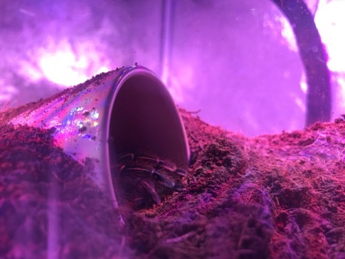 greekbettas: I’m just.. in love. I promise I still have fish but this little girl has just bee