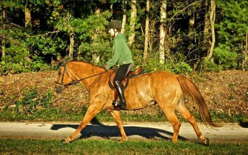 all-the-horses:Just Tri A BrindleQuarter Horse, GeldingBorn 2006