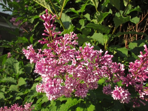 Saw this handsome and large shrub blooming after all other lilacs are done. Took a little digging bu