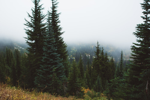 Alpine Forest