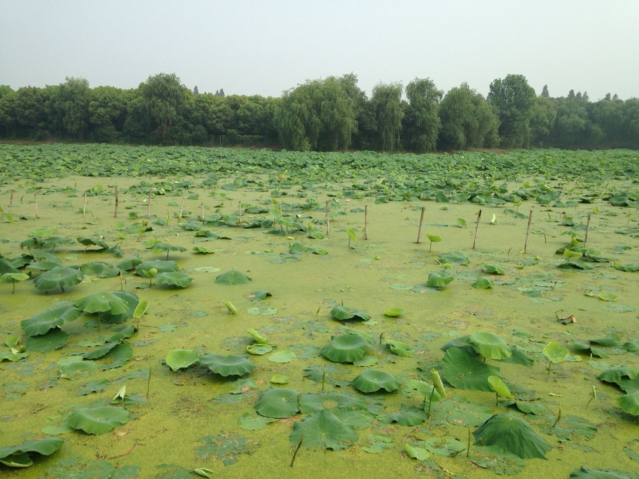 autobaby:  LOTUS SWAMP July/11/2014 