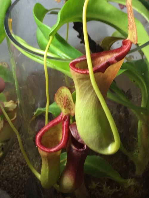 cravethosephotons:Photos Taken: 17-December-2019Nepenthes x briggsianaA newer pitcher on this plant 