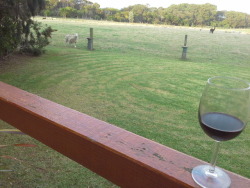 This is Lucy the sheep. Apparently she was orphaned and raised in a house so she thinks she&rsquo;s a dog. She&rsquo;s been hanging around by my part of the fence looking for pats and attention. So i &ldquo;shared&rdquo; my drink with her.  ;-)