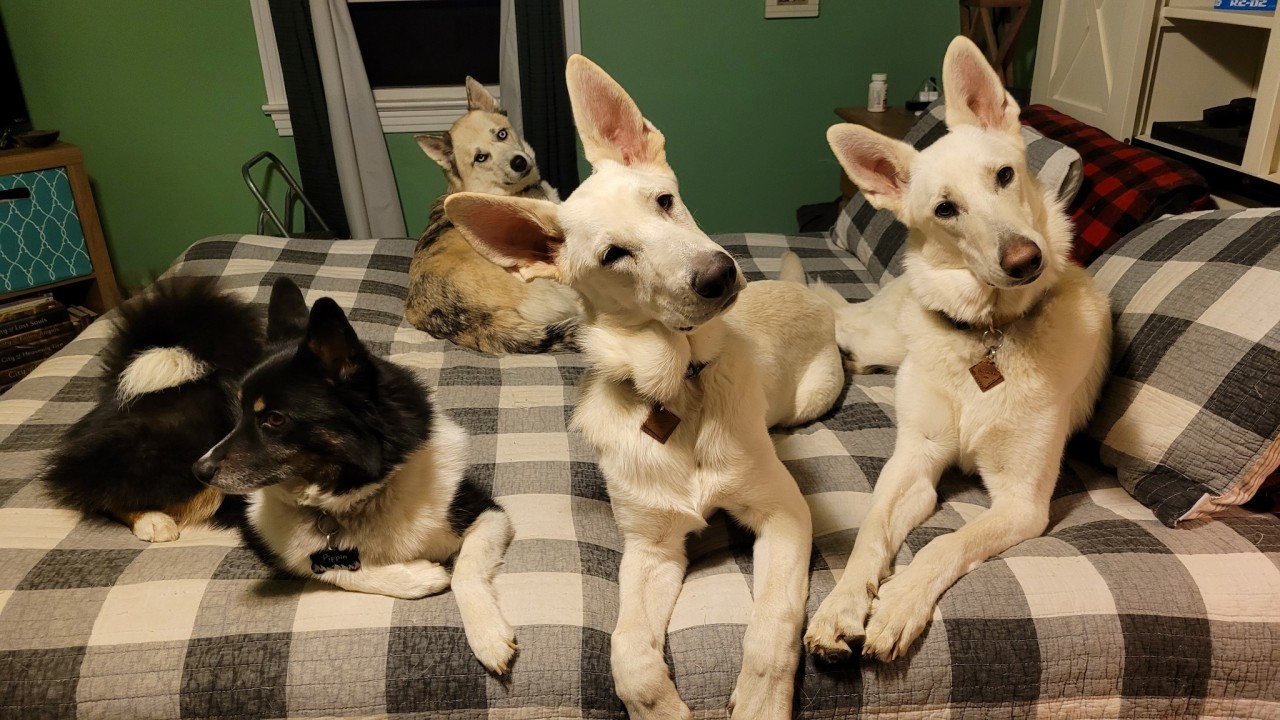 katiiie-lynn:Happy National Puppy Day from our pack of adorable pups! 🥰😍🐶🐾 Our sweet little pack 🥰🥰🥺