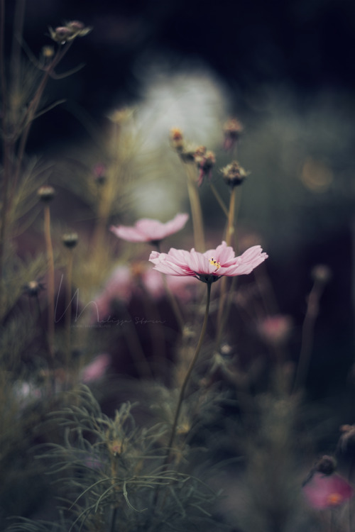 blooms-and-shrooms:  Fleur. by MoririPhotography 