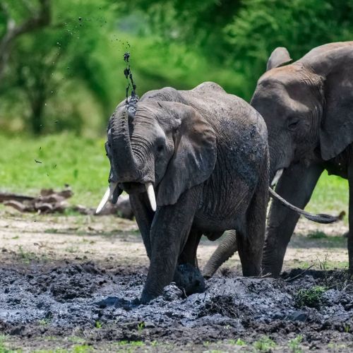 Aside from their ability to learn through watching and mimicking, African elephants also possess oth