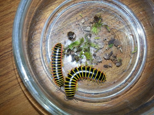 entoderek:  Millipedes of the day 