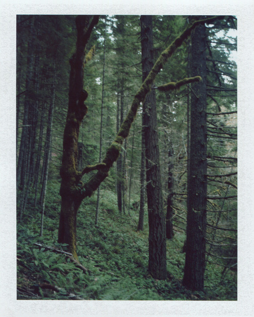 mikescofield:  I took my polaroid hiking today!