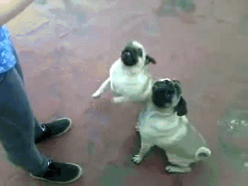 goblin-of-thy-goblin-king:  Here you go tumblr peeps! Pugs no drugs!