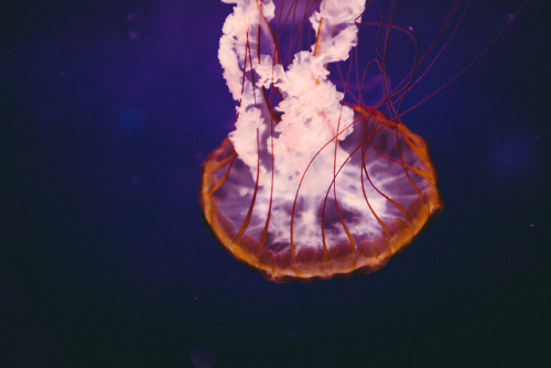 Jellyfish, Paris - 2018